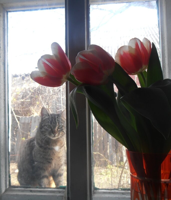 Марыся смотрит укоризненно (хотя и завтракала))) - Наталья Марыся смотрит укоризненно (хотя и завтракала))) - Наталья