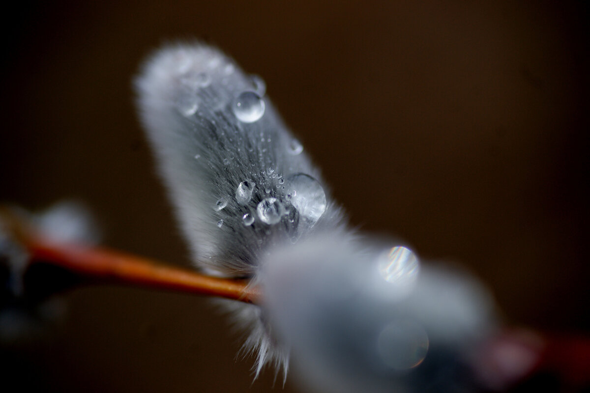 весенние пушистики  1 - Александр Прокудин