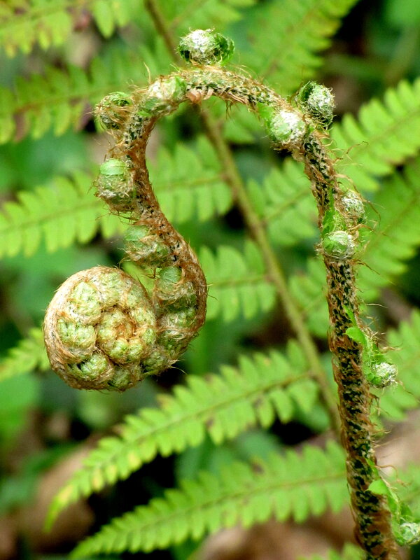 Папоротник - Валерий 