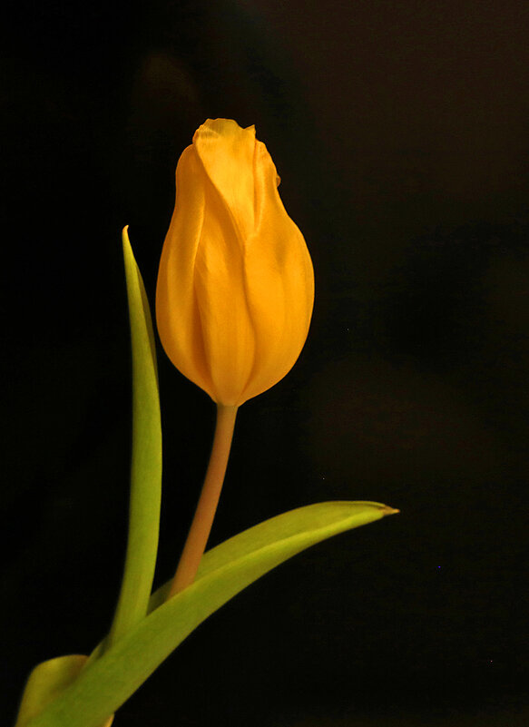 *** - Светлана *** - Светлана