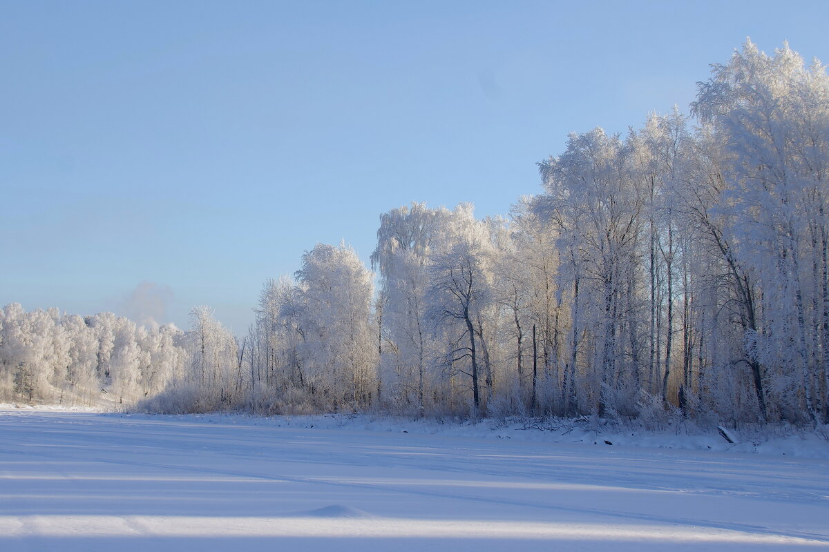 Белоснежные деревья - Сергей Швечков