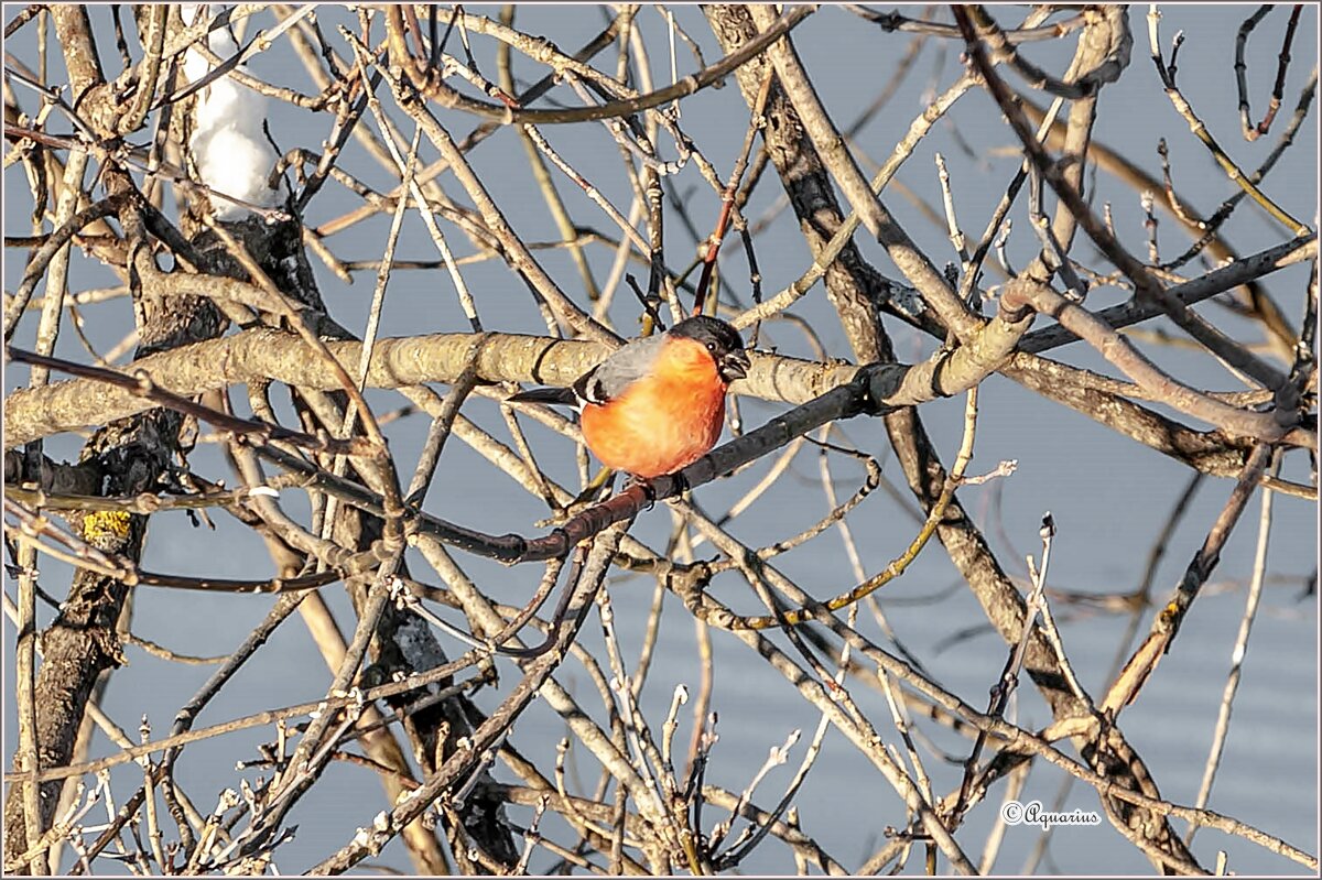 23 февраля - Aquarius - Сергей