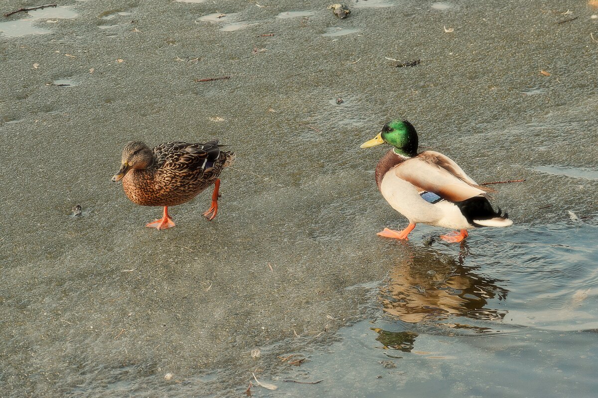 - Уж я к ней и так, и этак, со словами, и без слов- - Татьяна Помогалова - Уж я к ней и так, и этак, со словами, и без слов- - Татьяна Помогалова