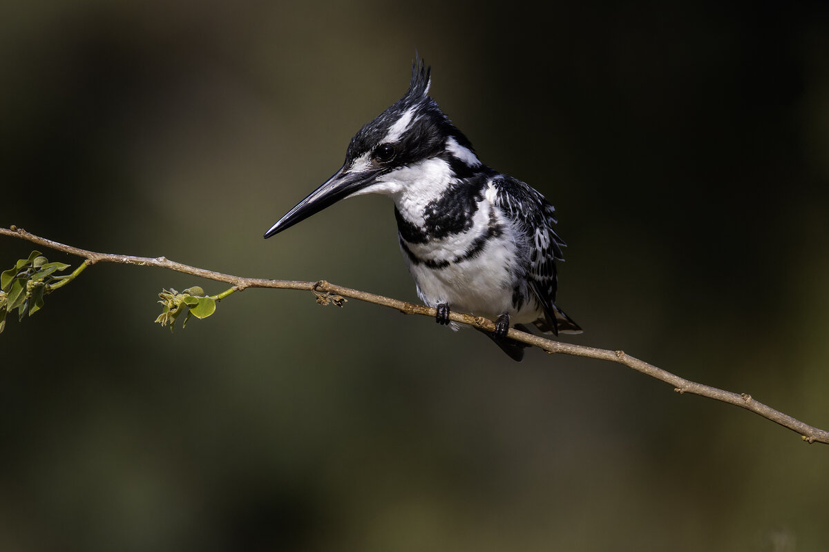 Малый пегий зимородок. - Alexander Amromin Малый пегий зимородок. - Alexander Amromin