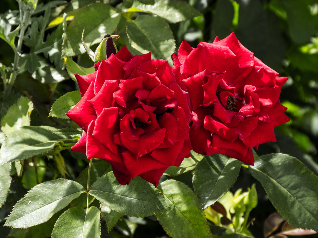 Алые розы - Валентин Семчишин Алые розы - Валентин Семчишин