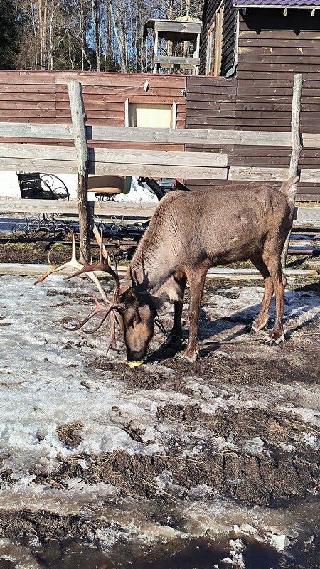 Любитель бананов Яшка. - Ольга 