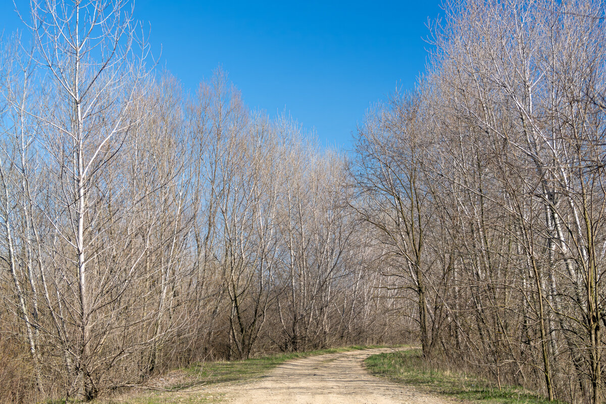 Весенняя прогулка - Игорь Сикорский Весенняя прогулка - Игорь Сикорский