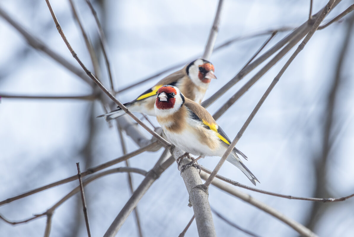 цегол. - юрий макаров