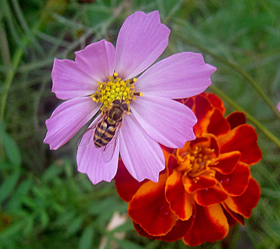 Летнее - Елена Семигина Летнее - Елена Семигина