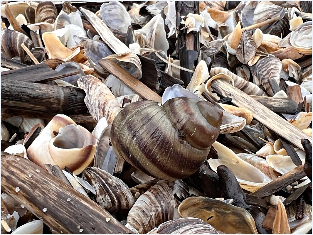 Ракушки на берегу. - Валерия Комова Ракушки на берегу. - Валерия Комова