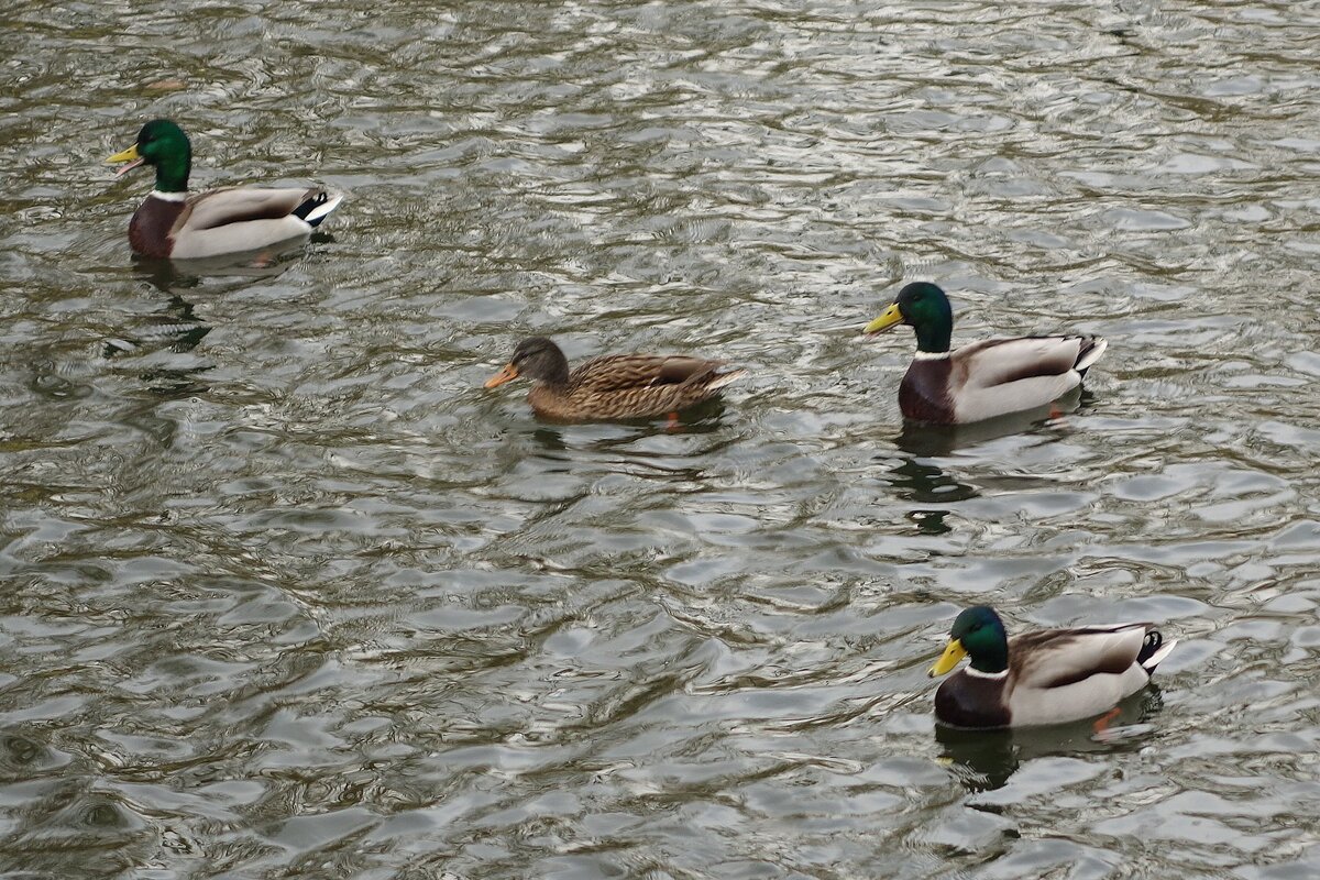 Утки в городском парке - Рита Симонова Утки в городском парке - Рита Симонова