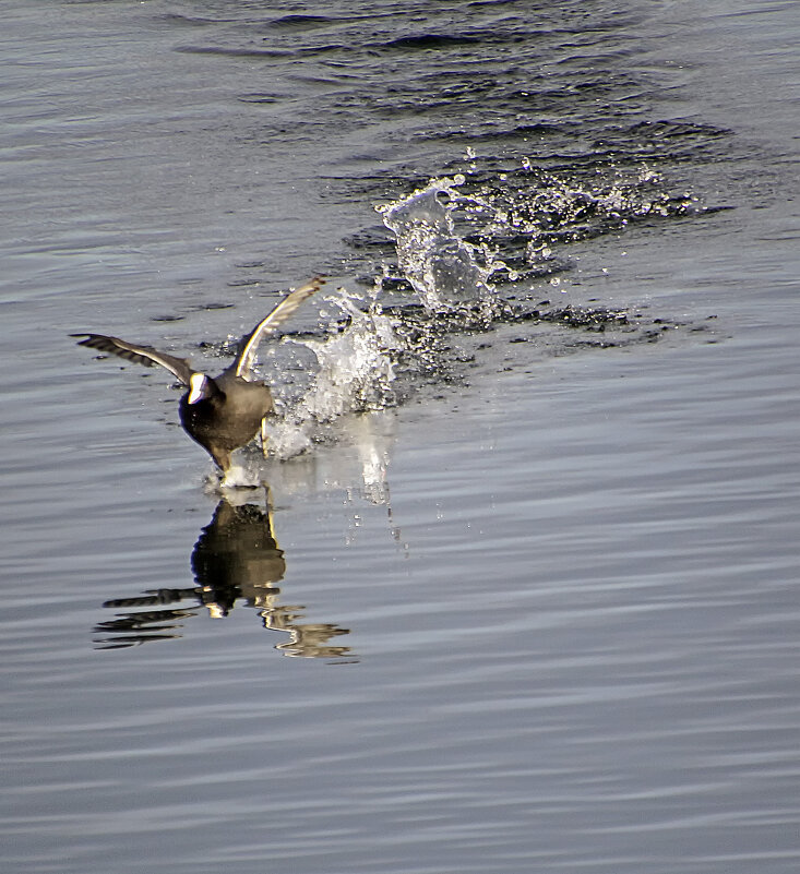 Лысуха по воде бежала - Андроник Александр Лысуха по воде бежала - Андроник Александр