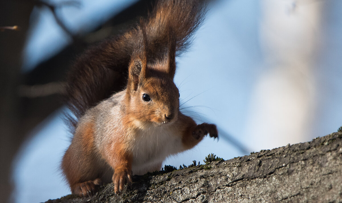 *** - Владимир Безбородов *** - Владимир Безбородов