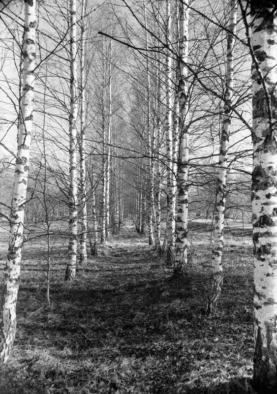 Солнечное утро ранней весны - Олег Зоркий Солнечное утро ранней весны - Олег Зоркий