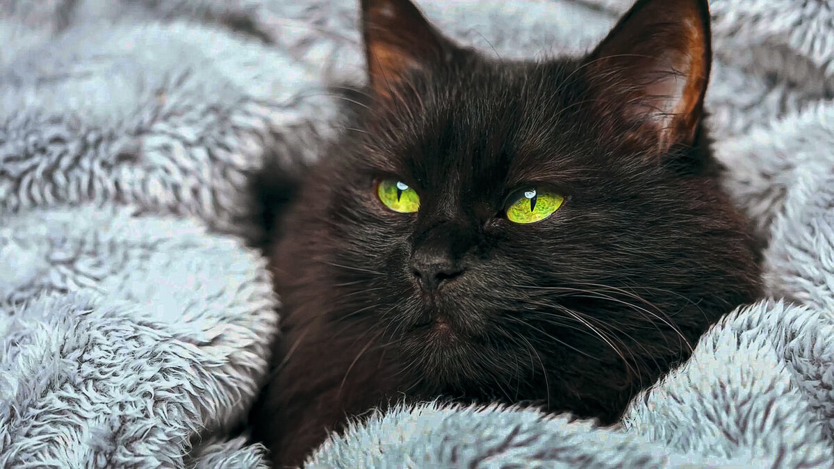 *** - Aleksey Afonin