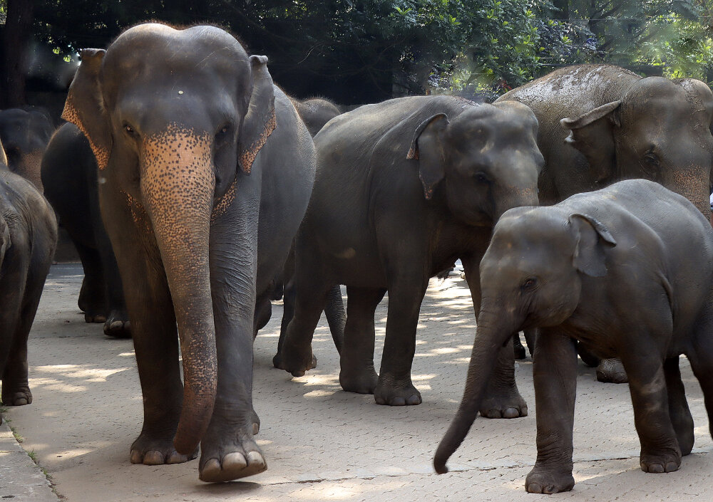 Приют для диких слонов Пиннавела - Галина Ильясова Приют для диких слонов Пиннавела - Галина Ильясова