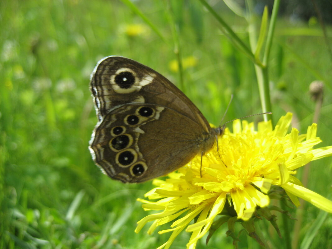 Краеглазка - Anna Ivanova