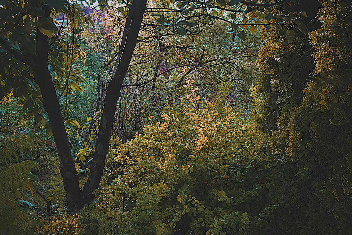 Зарисовка в лесопарке осенью - Владимир Кроливец Зарисовка в лесопарке осенью - Владимир Кроливец
