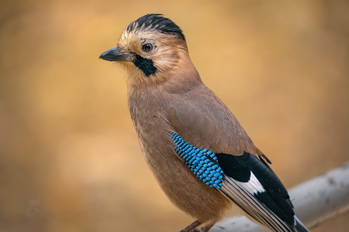 Сойка. - Фёдор. Лашков