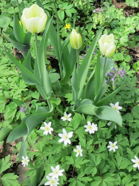 Три светлых тюльпана - Дмитрий Никитин Три светлых тюльпана - Дмитрий Никитин