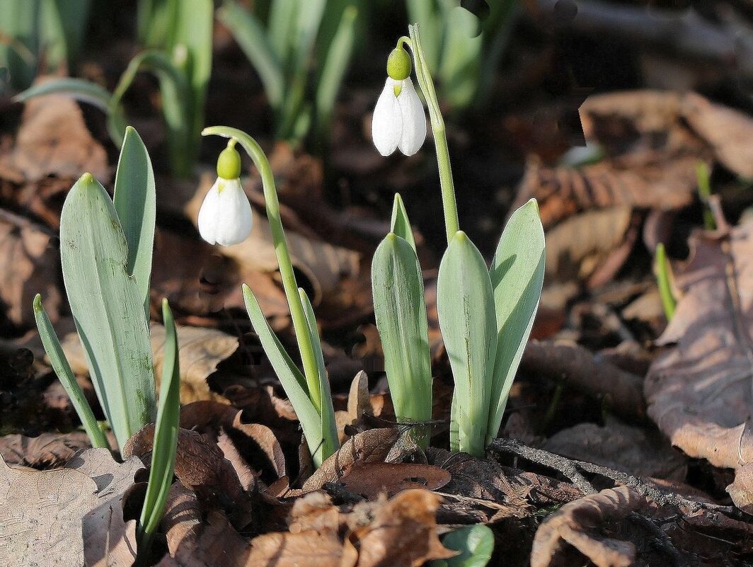 Подснежники - ZNatasha -