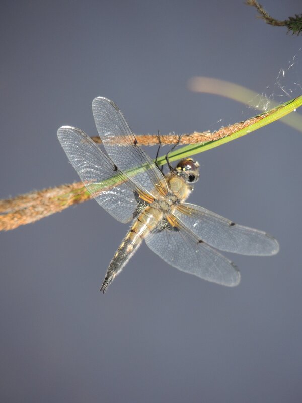 Стрекоза - Николай ntv