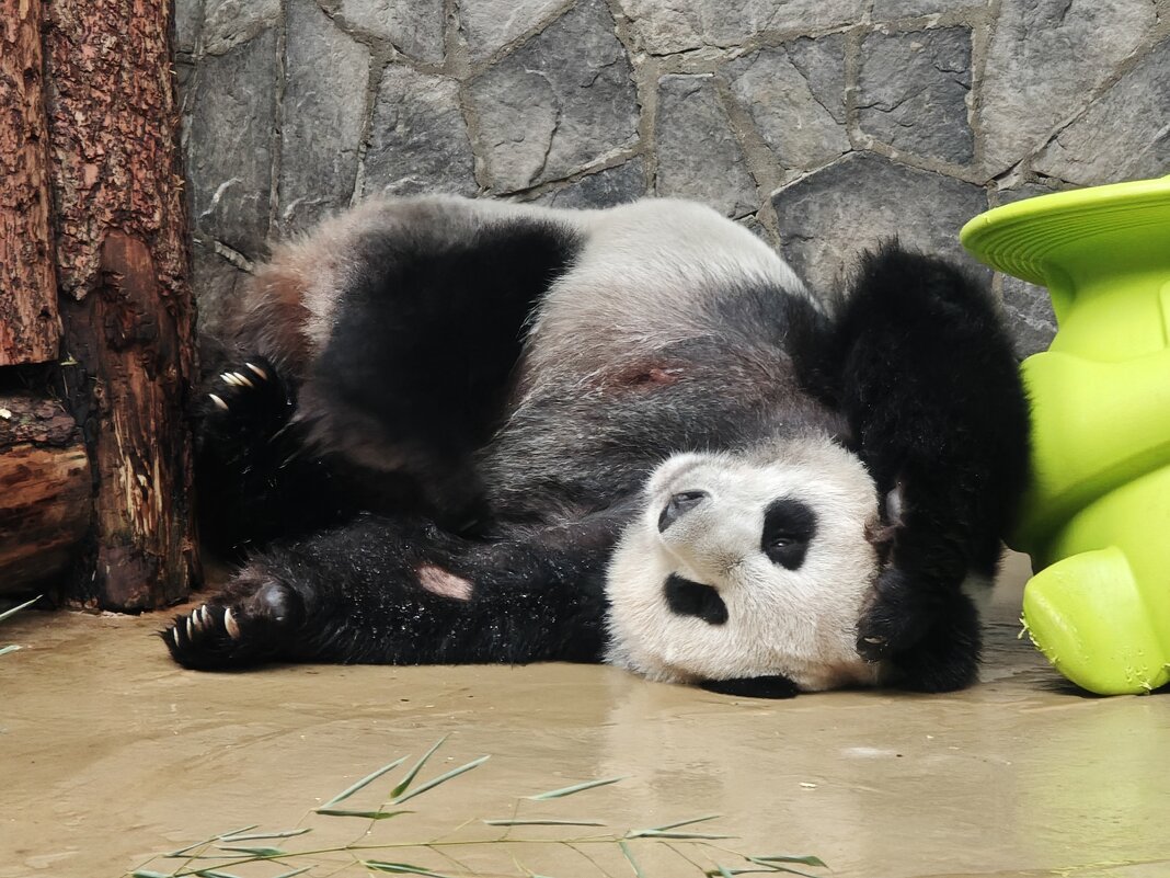 Панда Диндин - <<< Наташа >>> Панда Диндин - <<< Наташа >>>