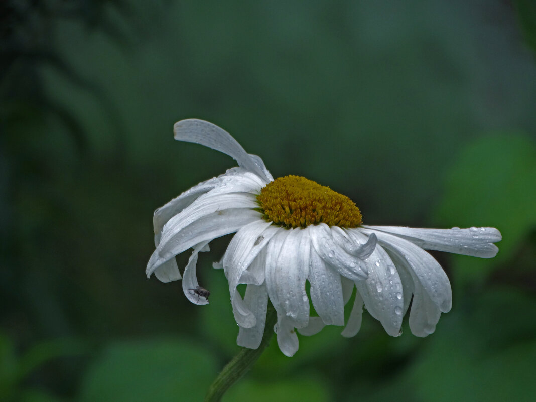 Растрепа - Елена Макарова Растрепа - Елена Макарова