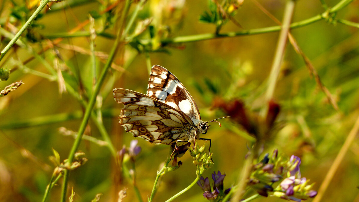 опять про бабочек 455 - Александр Прокудин опять про бабочек 455 - Александр Прокудин