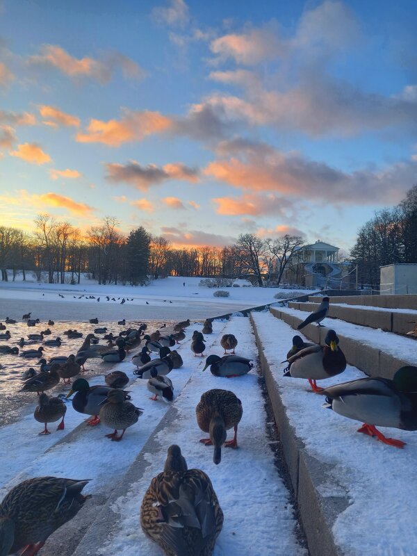 Закат и утки - Сапсан 