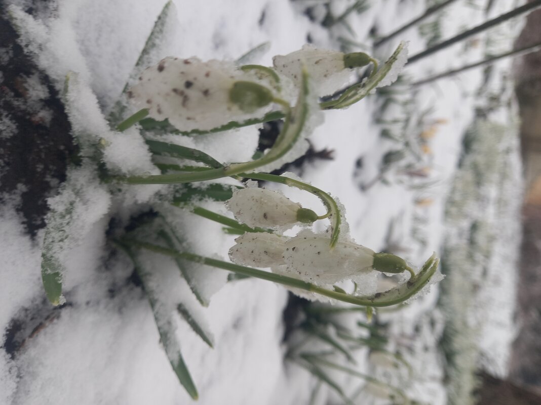 Подснежник - Сапсан Подснежник - Сапсан