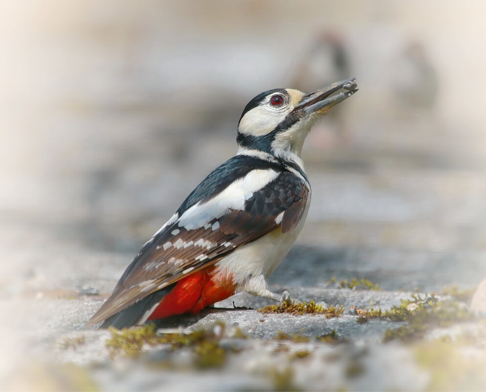 семечка подсолнуха - Andrey Bragin 
