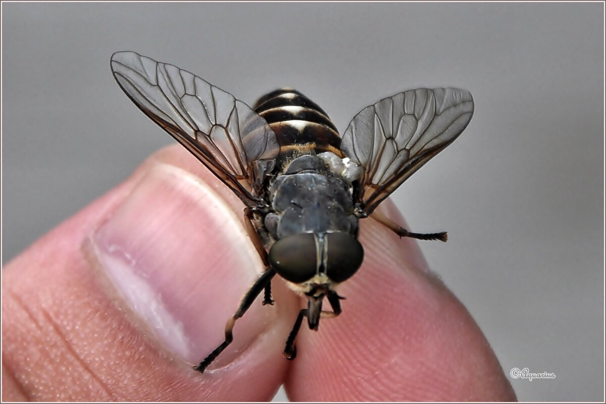 Попался, который кусался... - Aquarius - Сергей