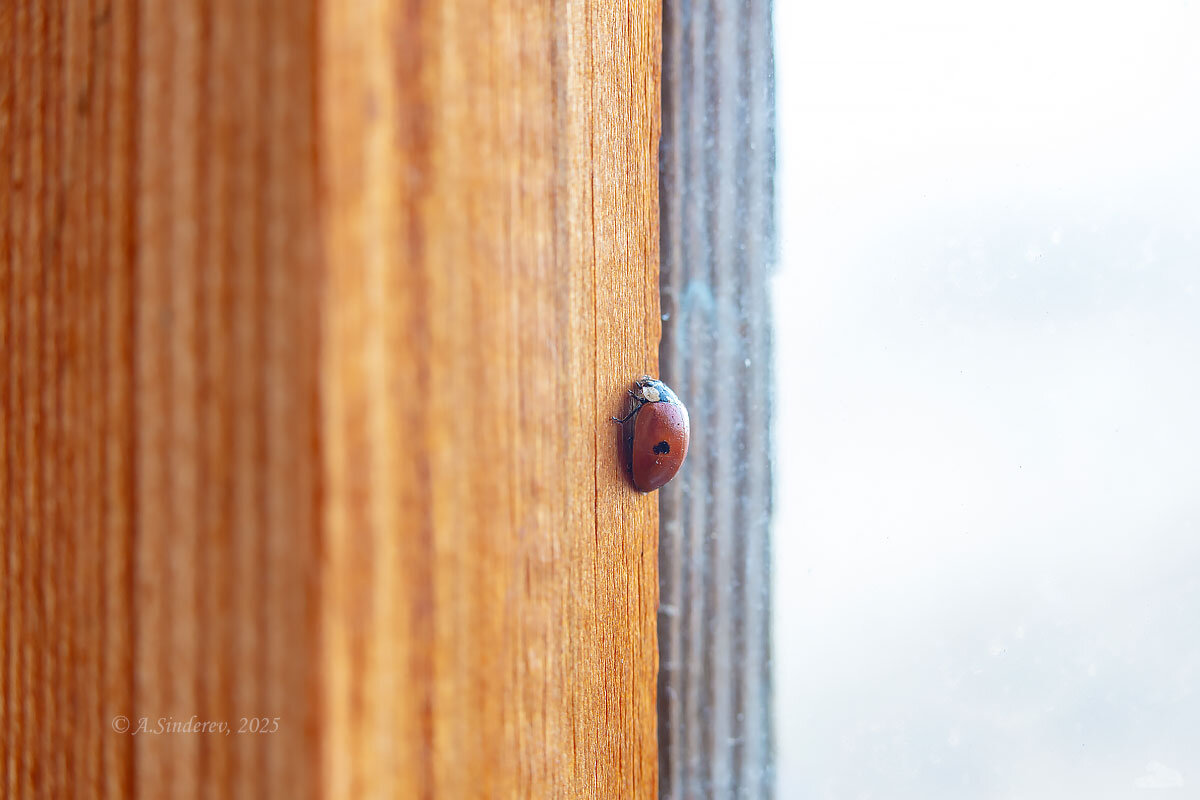Первое насекомое весны на балконе - Александр Синдерёв