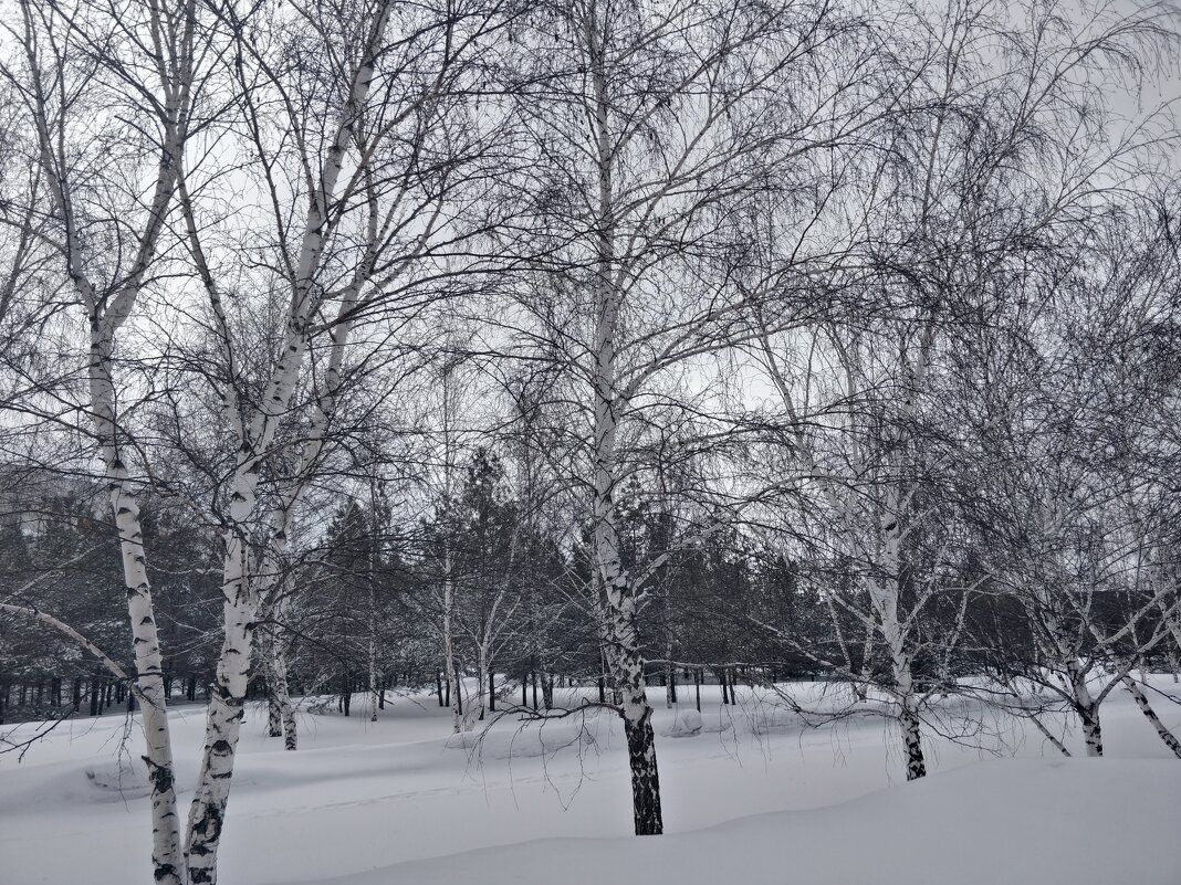 Берёзки - Андрей Хлопонин Берёзки - Андрей Хлопонин