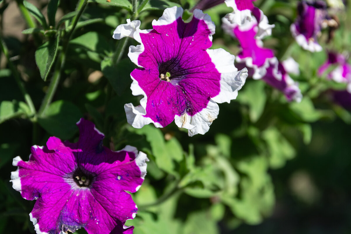 *** - Виктор Иванович Чернюк *** - Виктор Иванович Чернюк