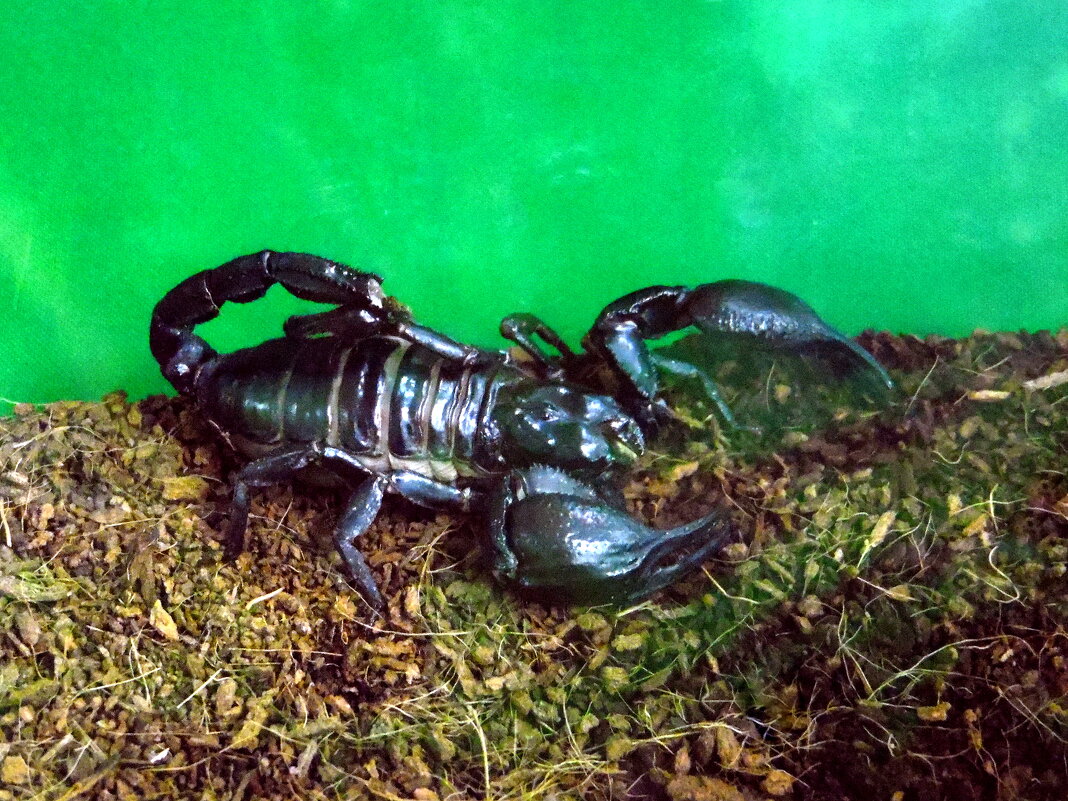 Скорпион. - nadyasilyuk Вознюк