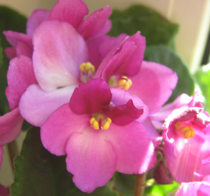 Фиалки - Елена Семигина Фиалки - Елена Семигина