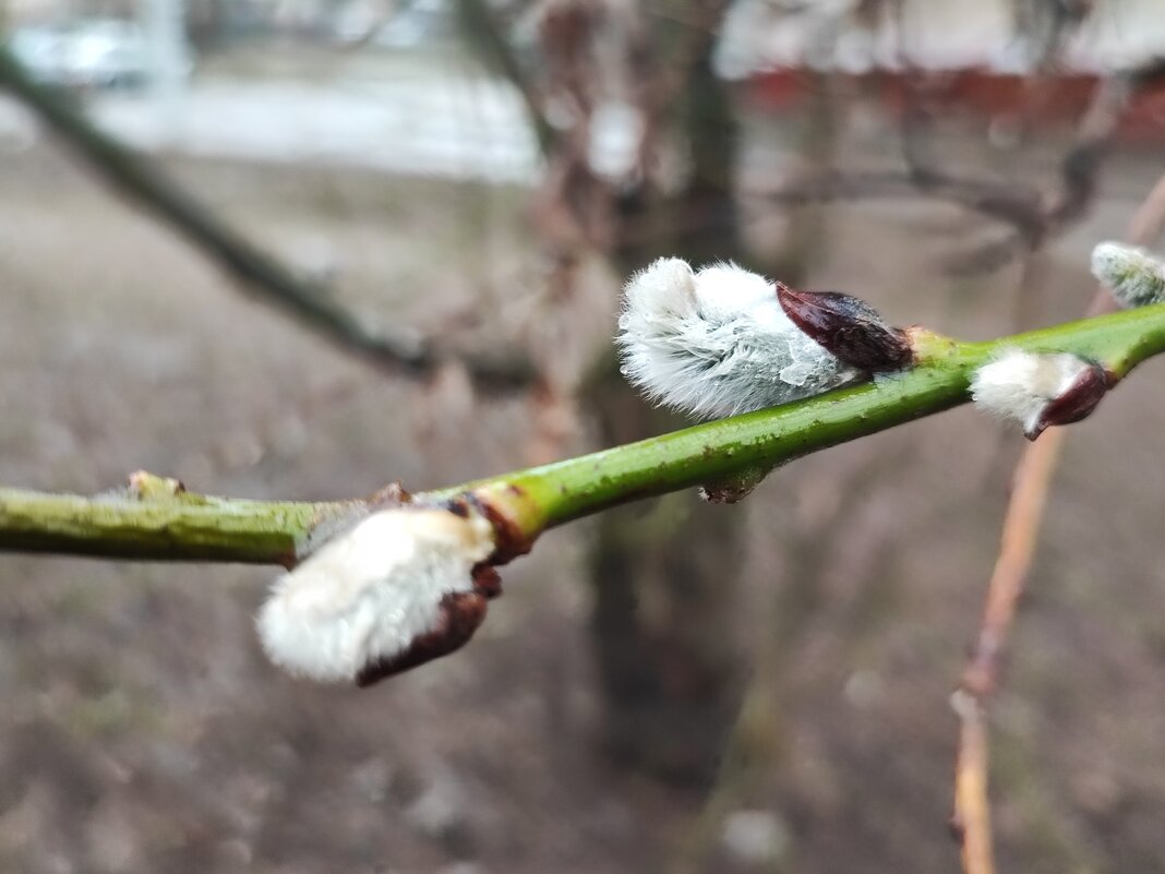 ,,, - Сергей Тимоновский ,,, - Сергей Тимоновский