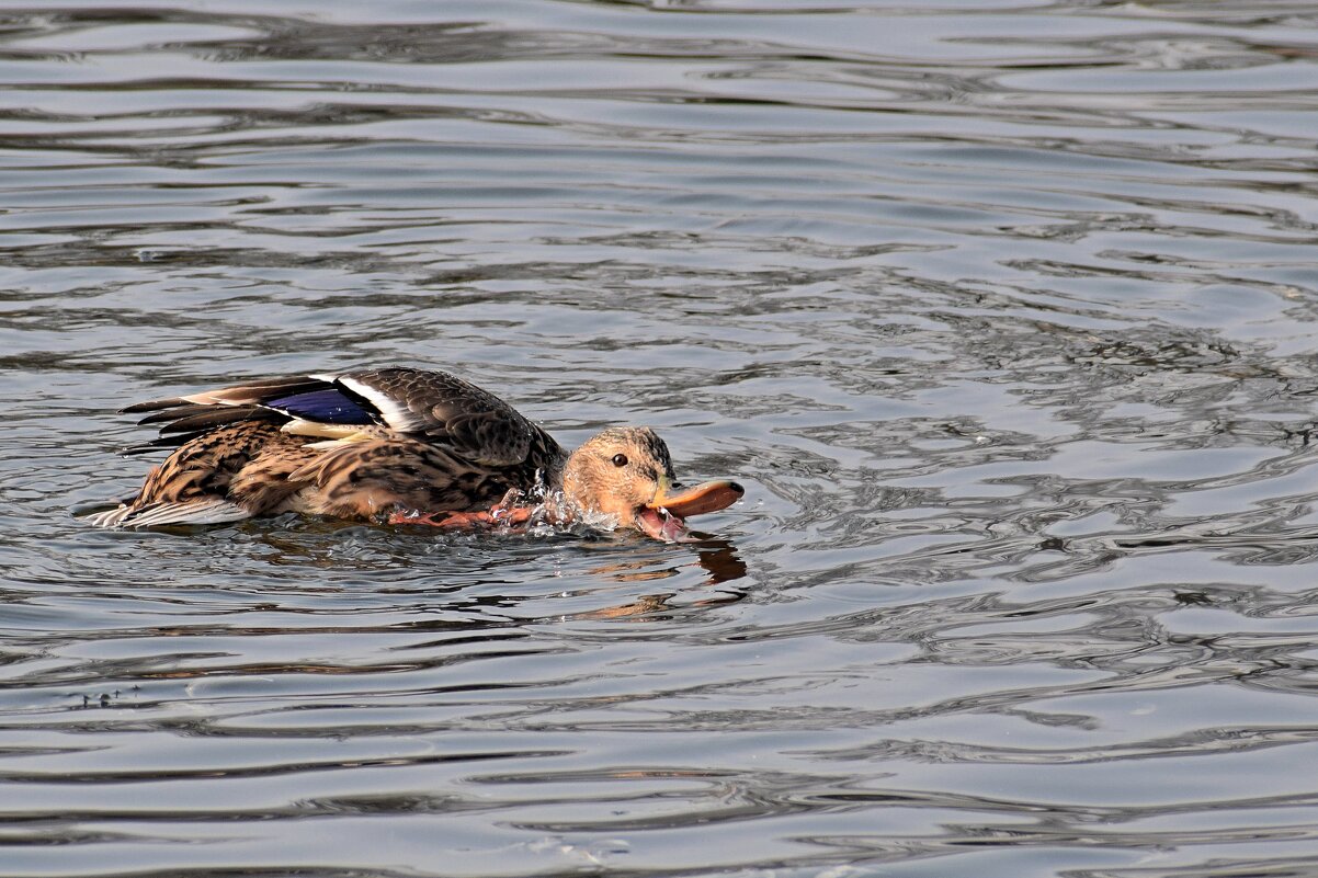 Игры на воде. - Татьяна Помогалова Игры на воде. - Татьяна Помогалова
