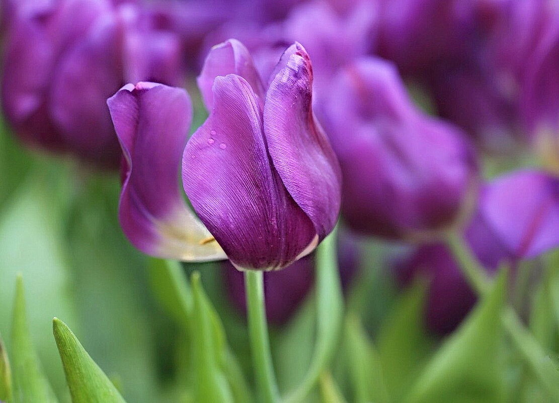 Тюльпаны - ZNatasha -