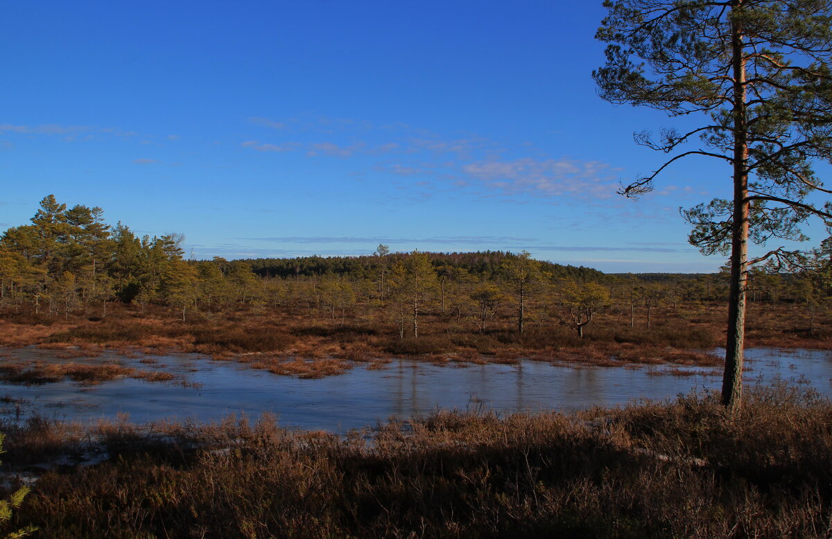 Хороший день.. - Татьян@ Ивановна