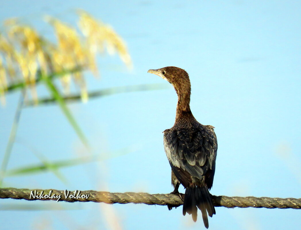 Одинокий баклан)) - Николай Волков Одинокий баклан)) - Николай Волков