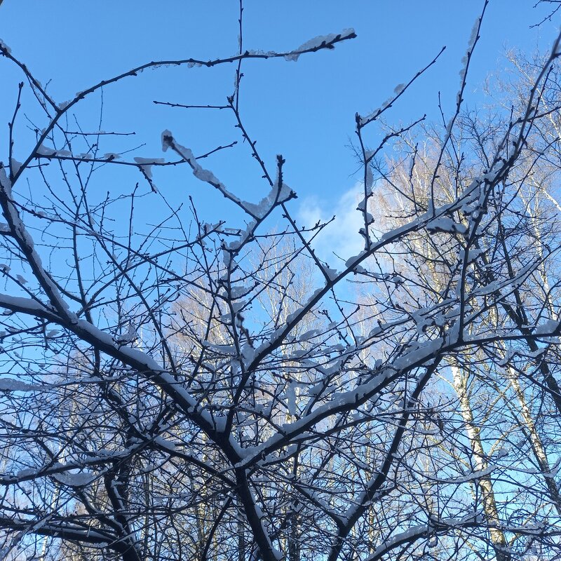 Мороз и солнце... - BoxerMak Mak