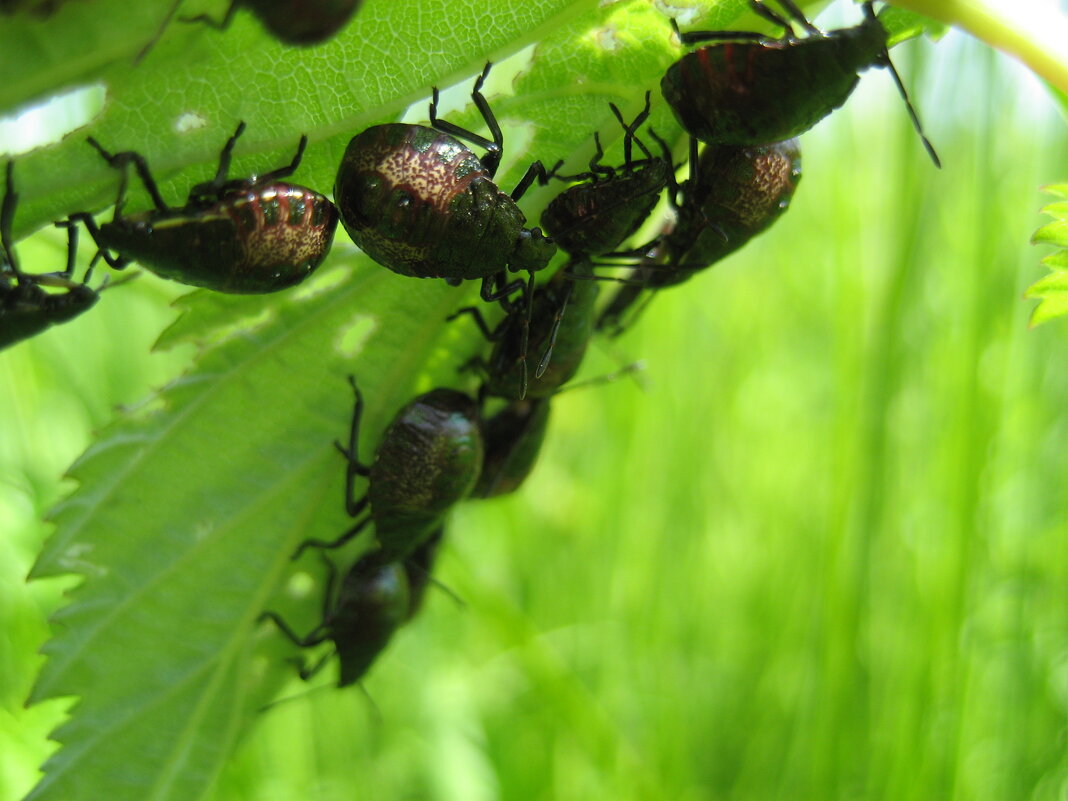 Молодые клопики/щитники - Anna Ivanova Молодые клопики/щитники - Anna Ivanova
