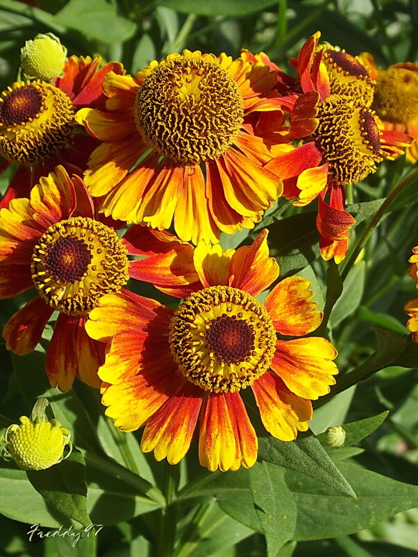 Гелениум - Freddy 97