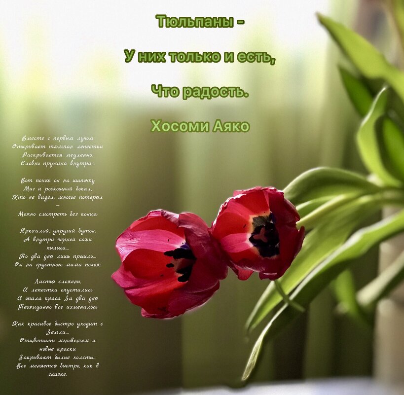 Мои тюльпаны. - Любовь 