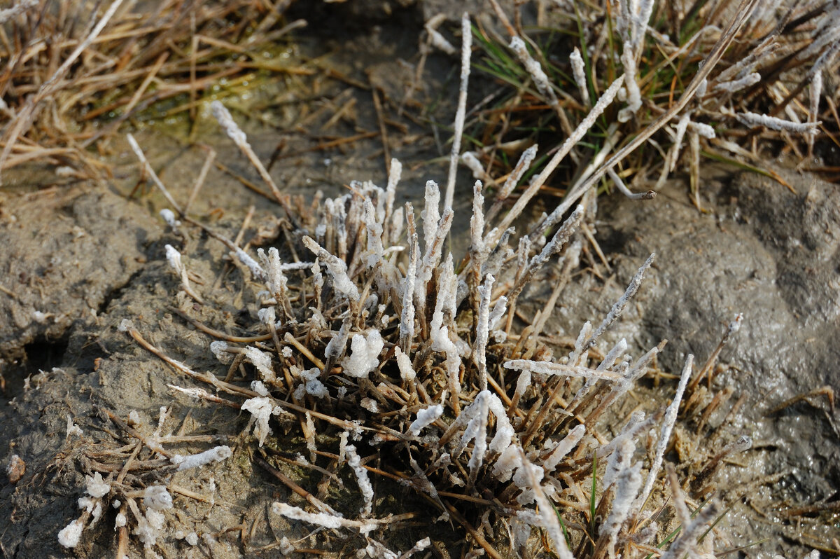 Глазурь - Insanus Jackal Глазурь - Insanus Jackal