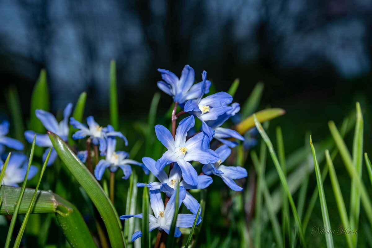 Поздним вечером... - Николай Гирш Поздним вечером... - Николай Гирш