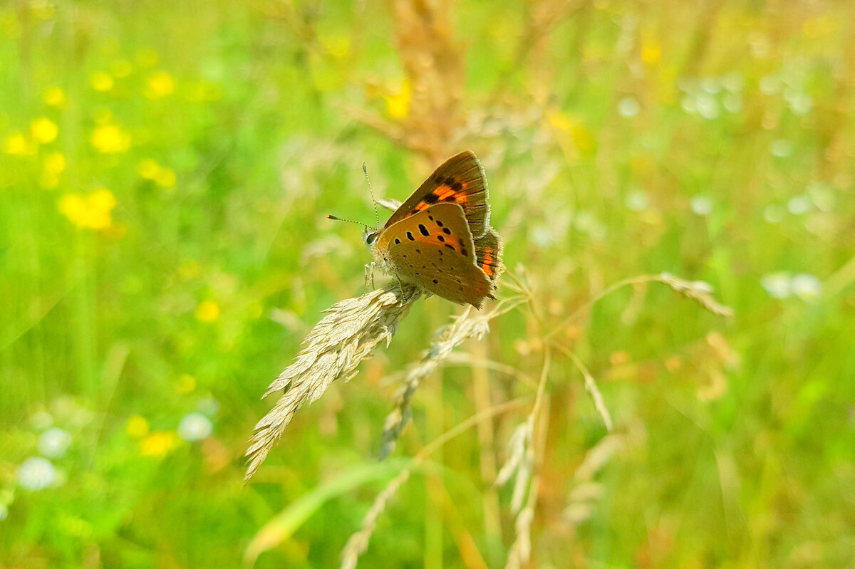 опять про бабочек 459 - Александр Прокудин